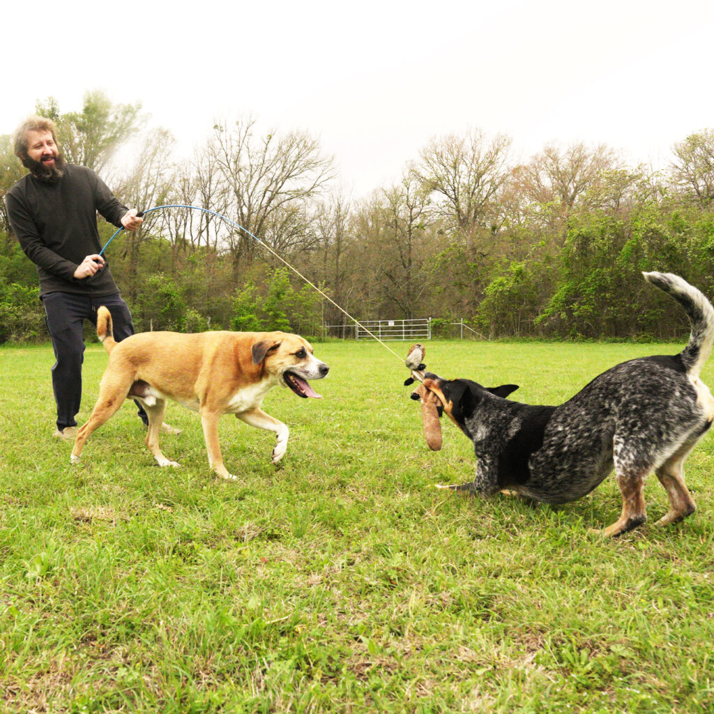 human and dog playing tug with whimsy stick flirt pole