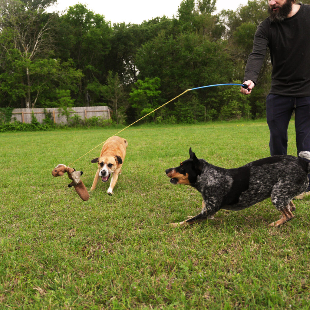 Two dogs playing with the Whimsy Stick Flirt Pole