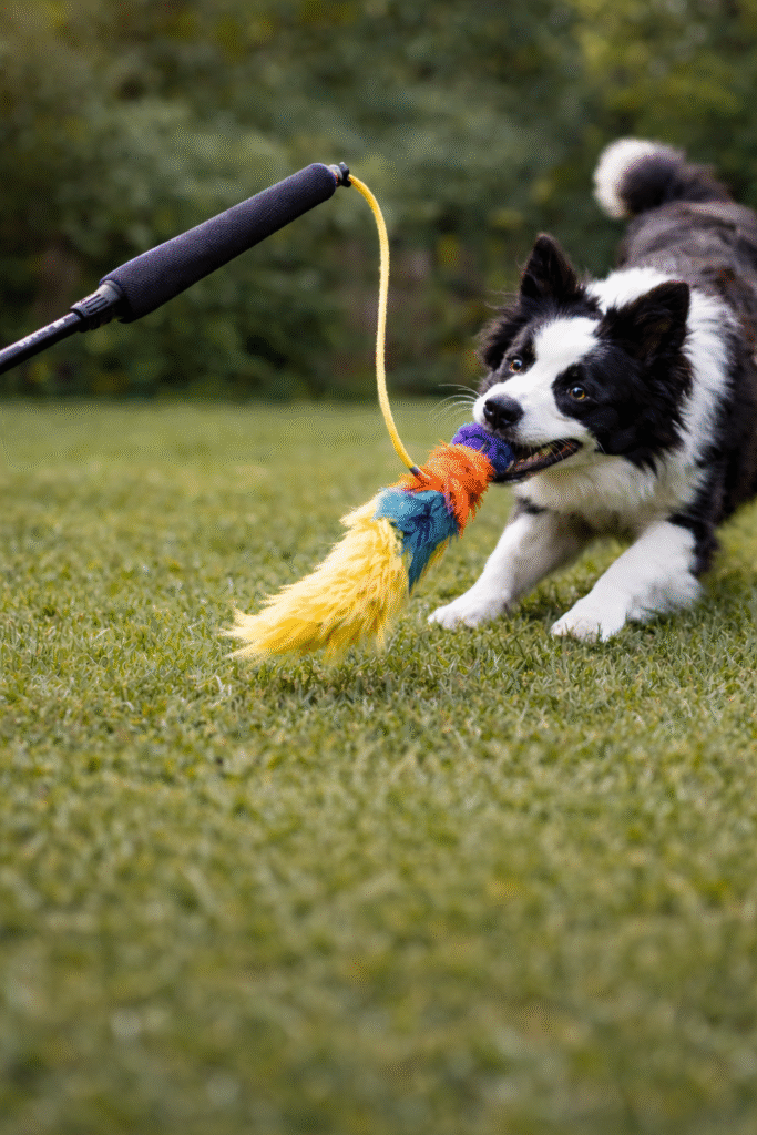 Border Collie tugging on a flirt pole toy during outdoor training session to burn energy and control prey drive