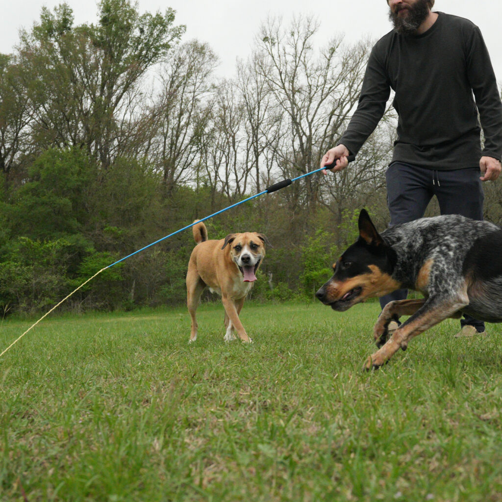 best flirt pole for high energy dogs