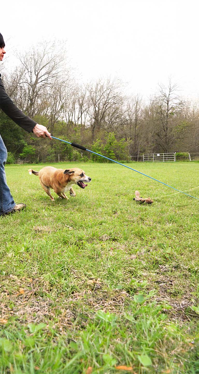Whimsy Stick flirt pole for dogs in action