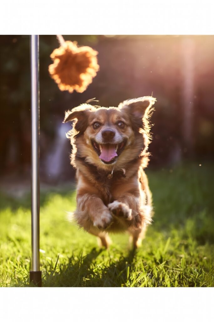 Interactive Dog Toys for Large Dogs