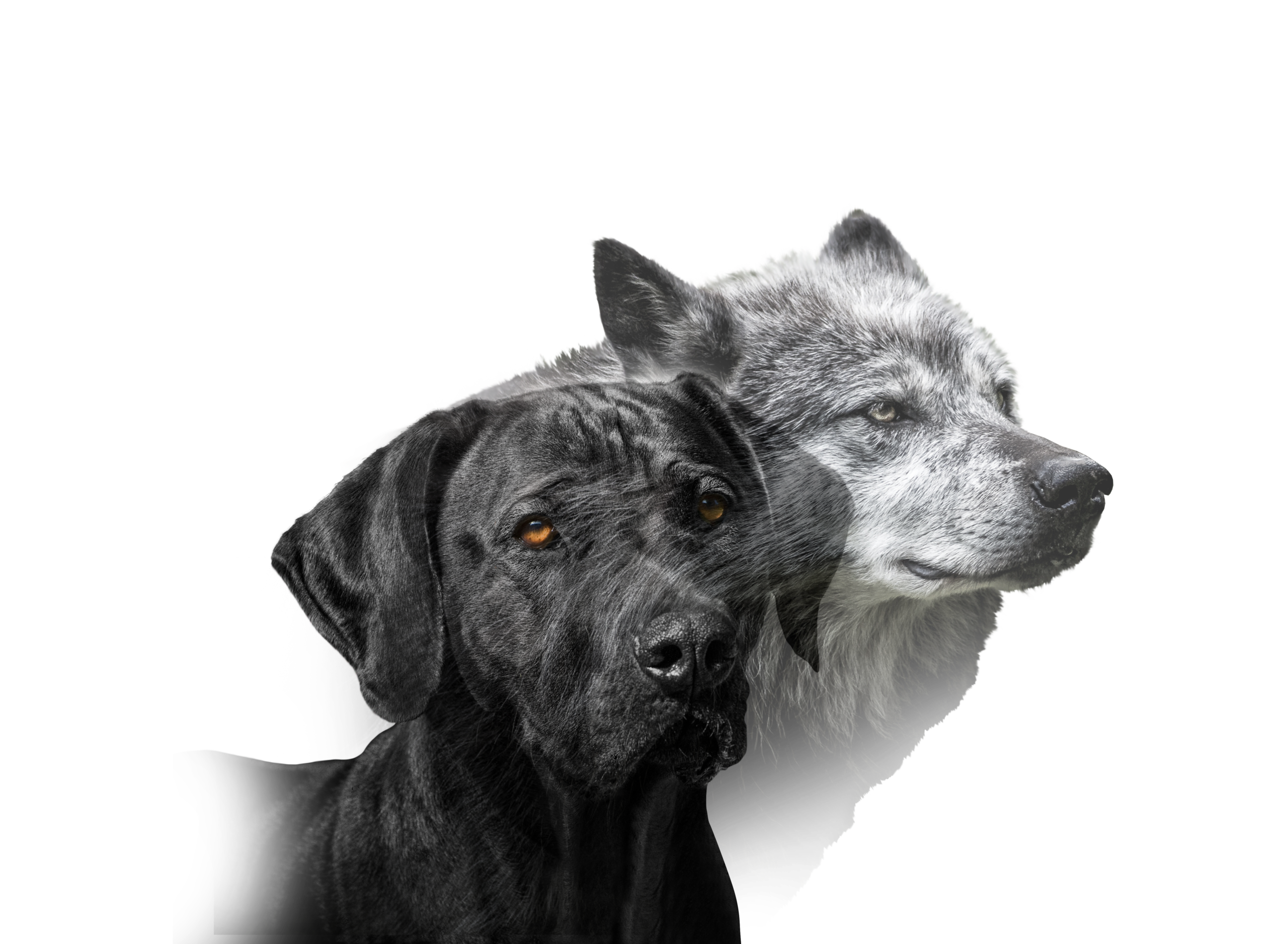 Dog with wolf shadow showing shared DNA and predatory motor pattern