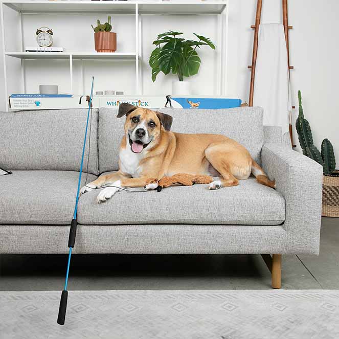 dog on couch next to whimsy stick flirt pole