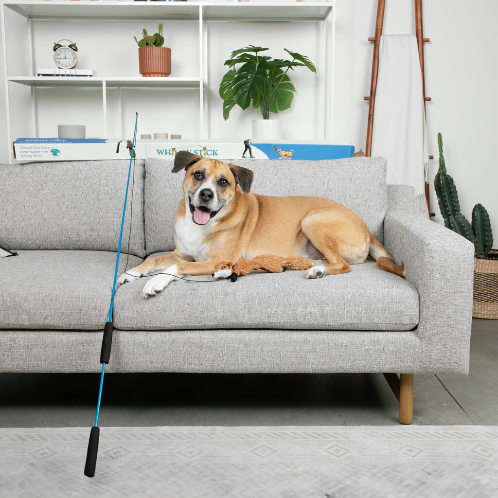 dog on couch next to flirt pole