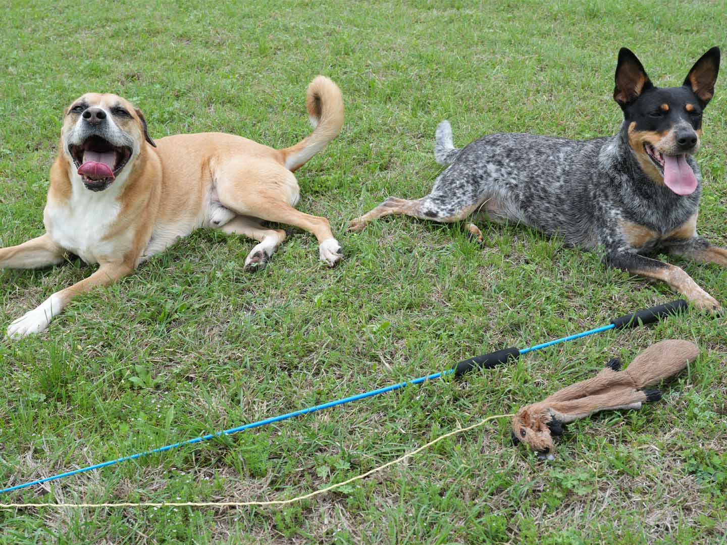 Two dogs resting calmly in the grass after a structured Whimsy Stick chase session