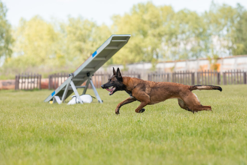 high energy dog