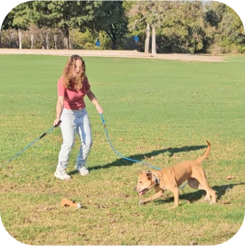 How much exercise a dog needs broken down by drive level and breed, the framework the session protocol fits into