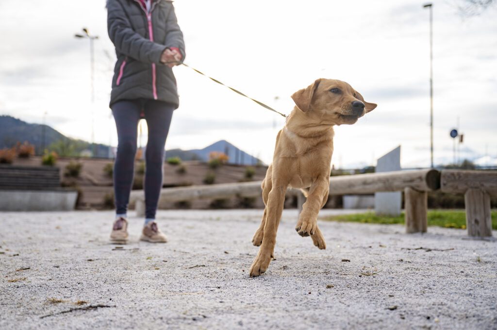dog pulling on leash