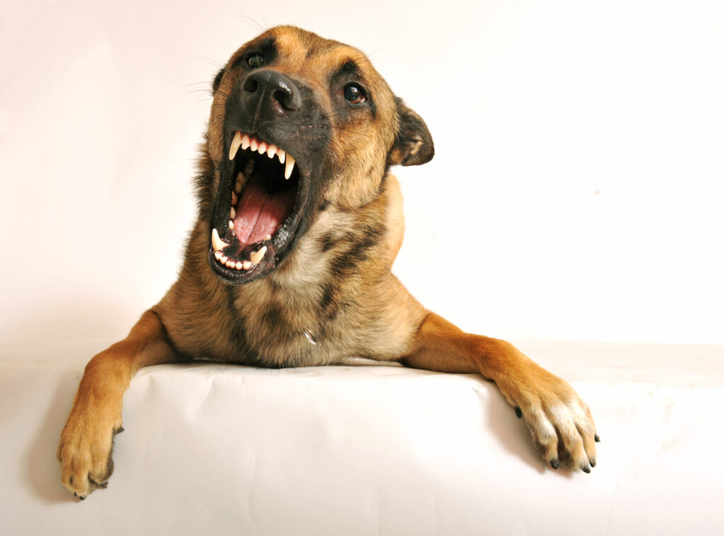 reactive dog