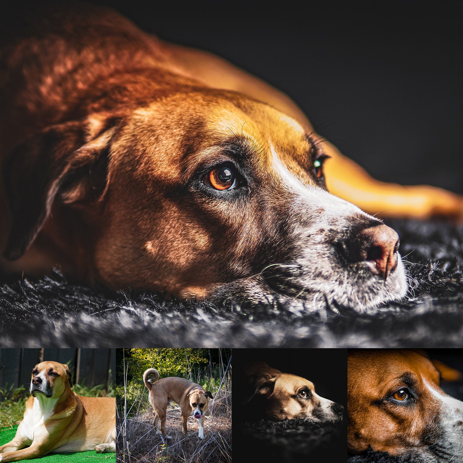 Jax, Christopher Lee Moran&rsquo;s adventure dog