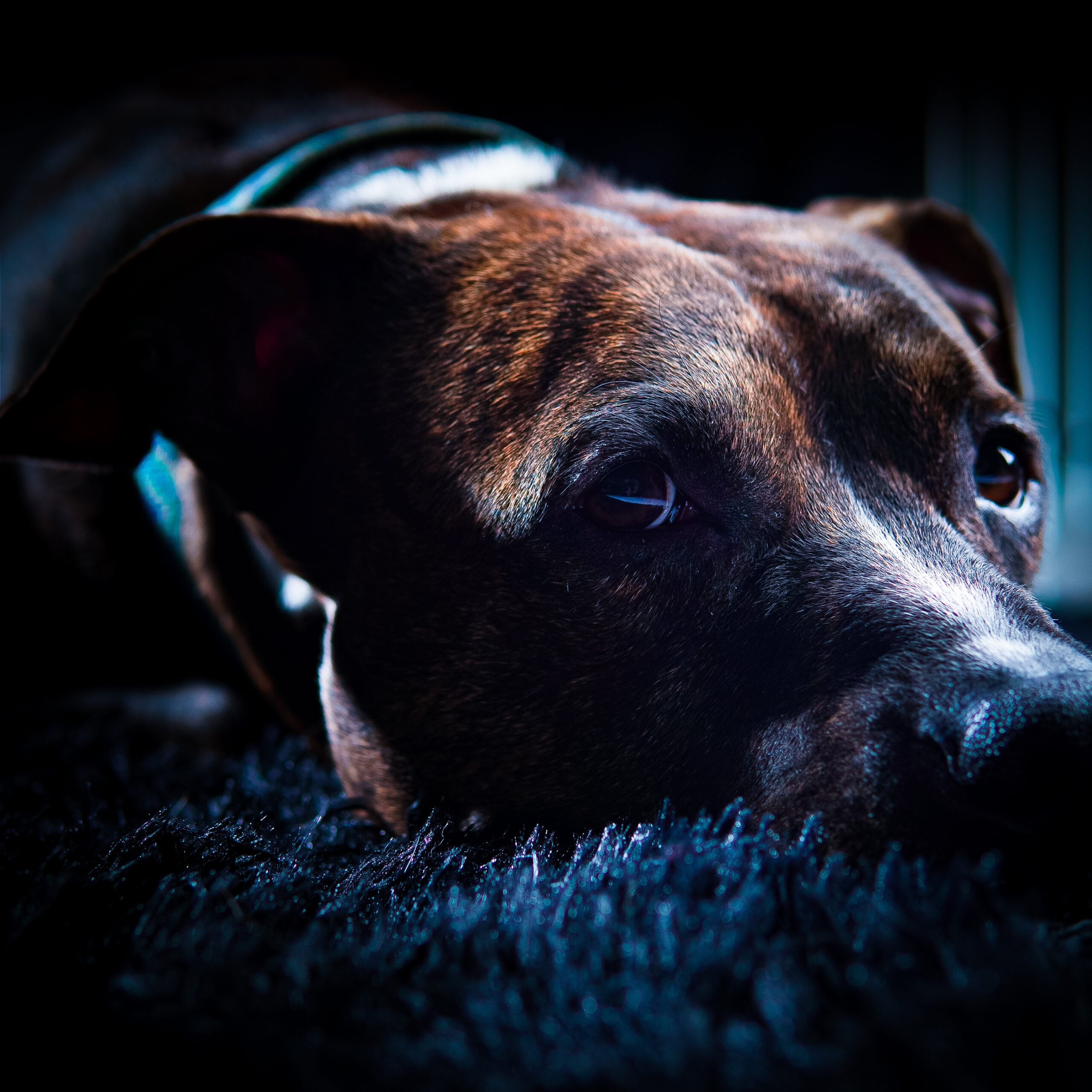 Sedona, a client pit bull