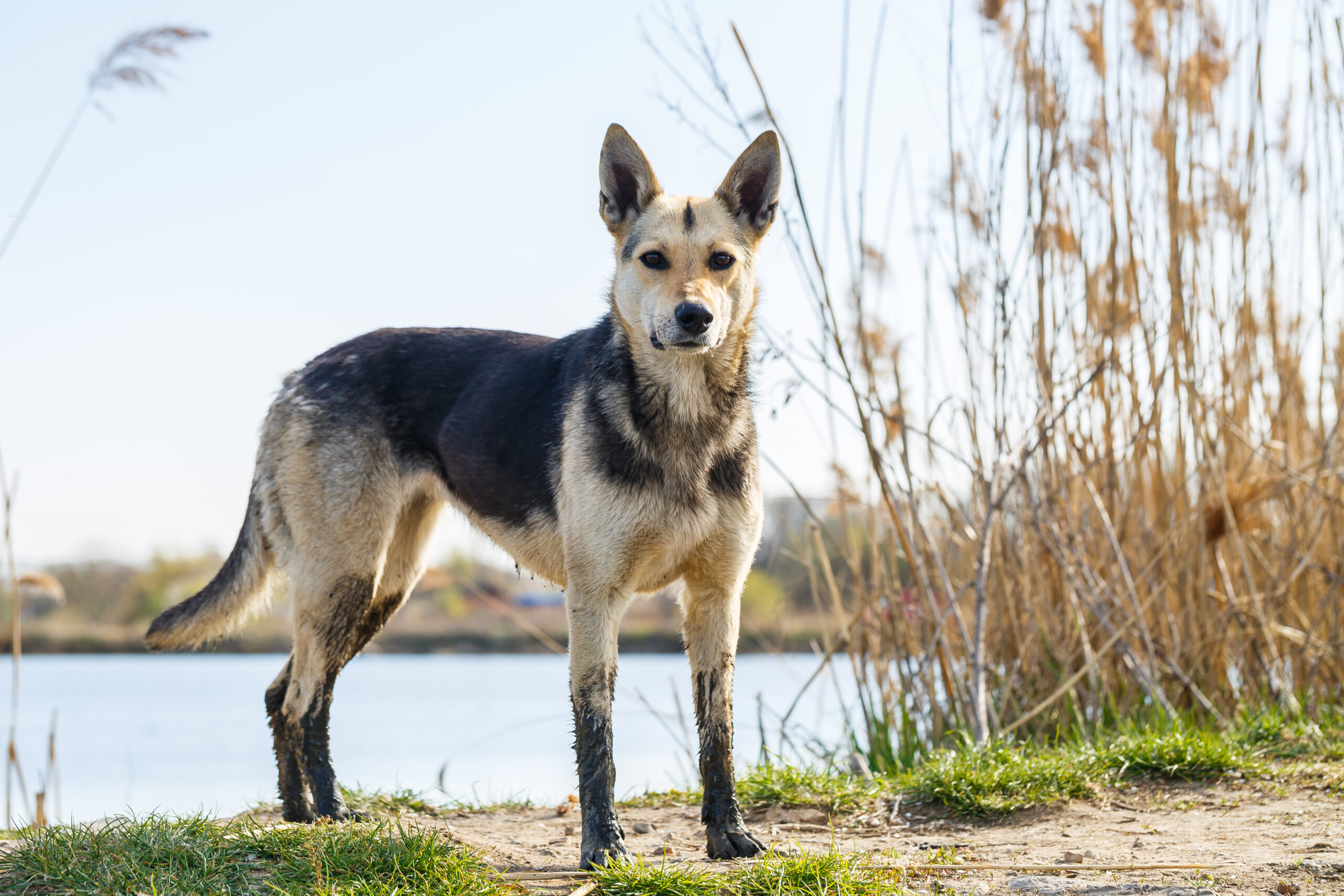 Black and tan shepherd-type dog standing on a dirt bank beside tall dry reeds and water