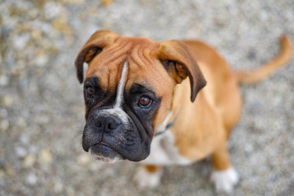 young boxer dog