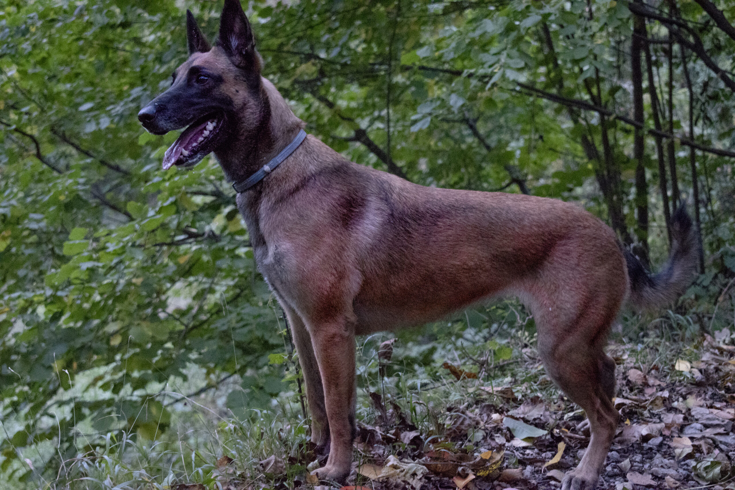 Belgian Malinois in working stance showing the high-drive working-breed profile that needs structured flirt pole training to channel its prey and protection drive