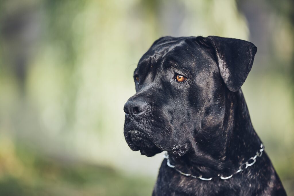 cane corso breed dog