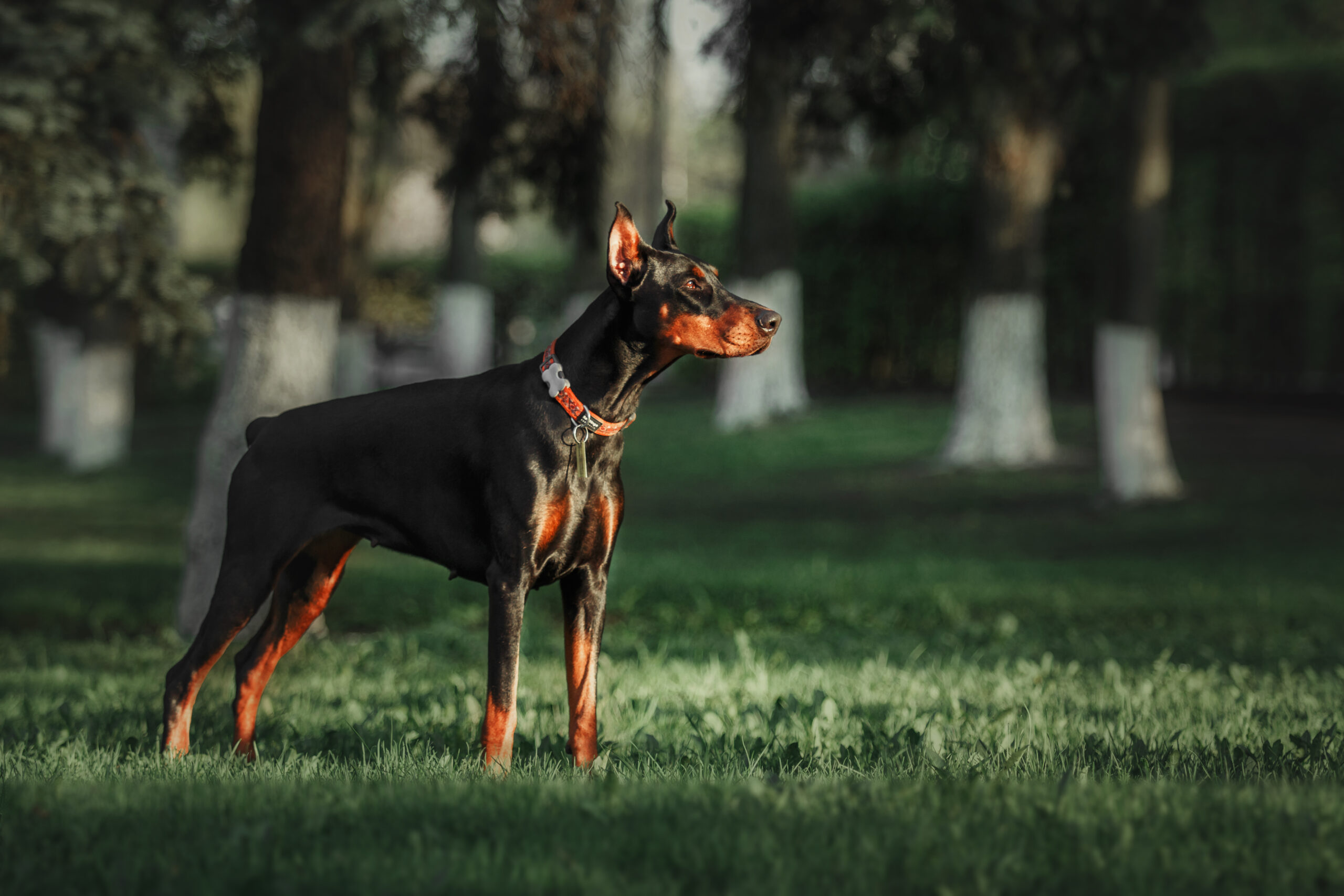 A working Doberman Pinscher outdoors showing the breed-typical athletic build sleek coat and intense alert focus that defines this sprinter-class working breed