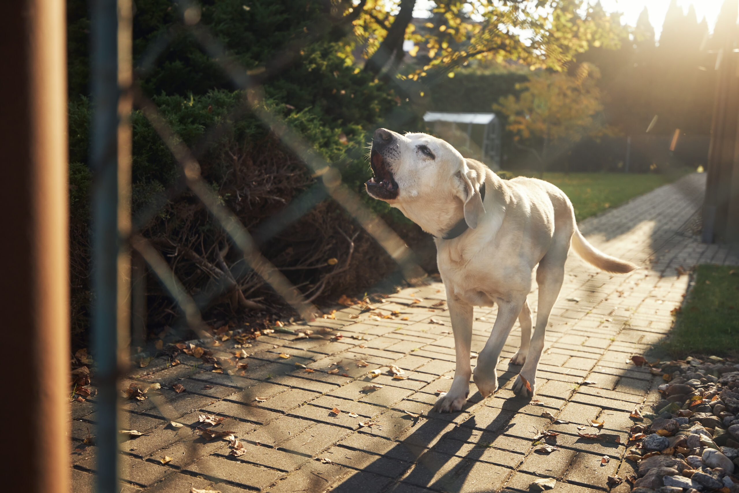 Dog barking at the window showing the arousal overflow that drives excessive barking, leash pulling, and recall failure