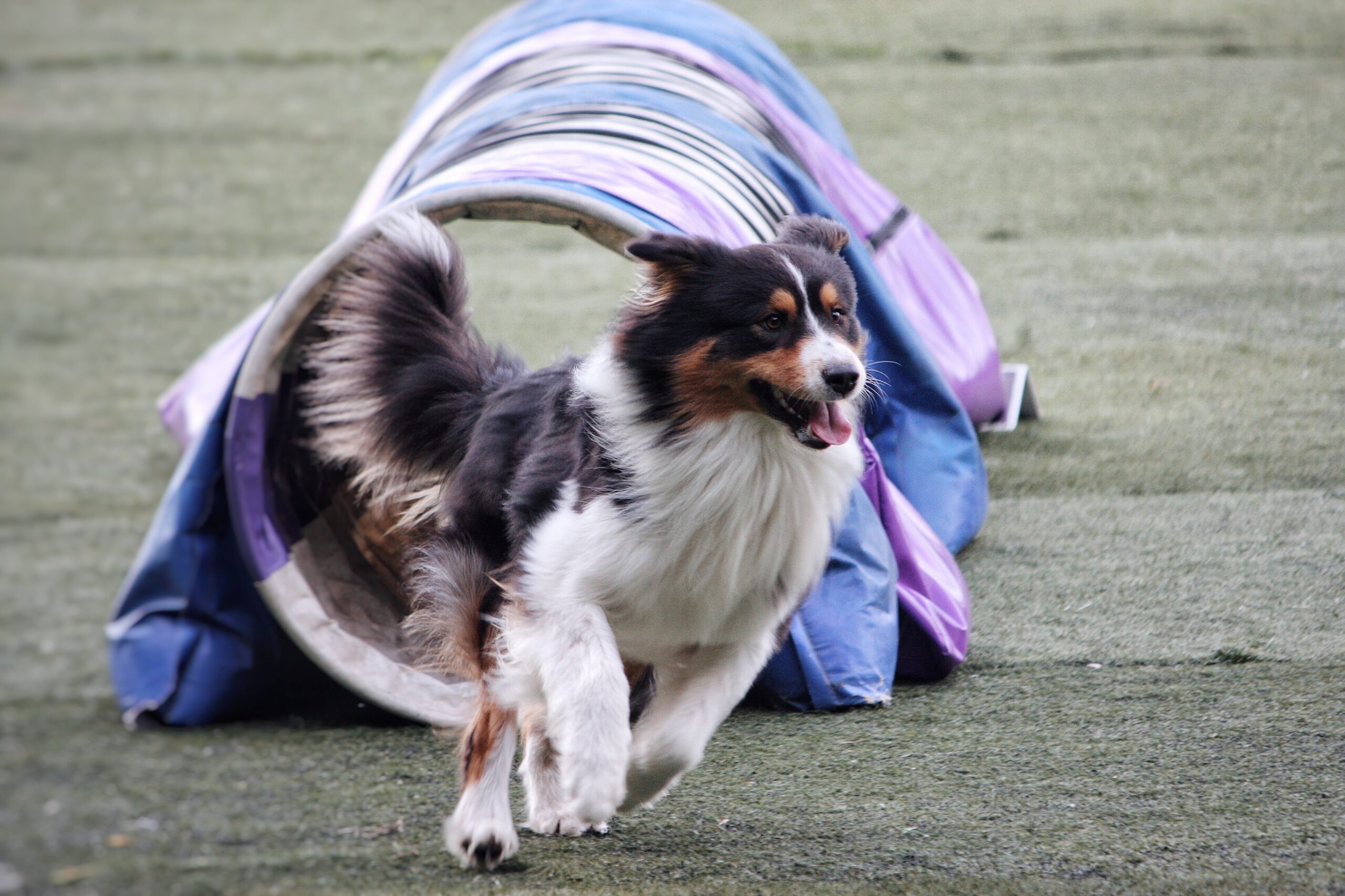 Dog exercising with structured play that completes the predatory motor pattern