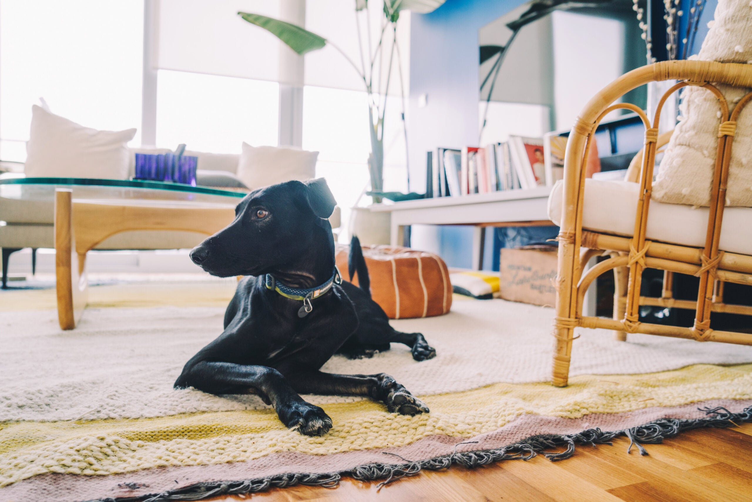 Black dog lying on a rug in a bright living room