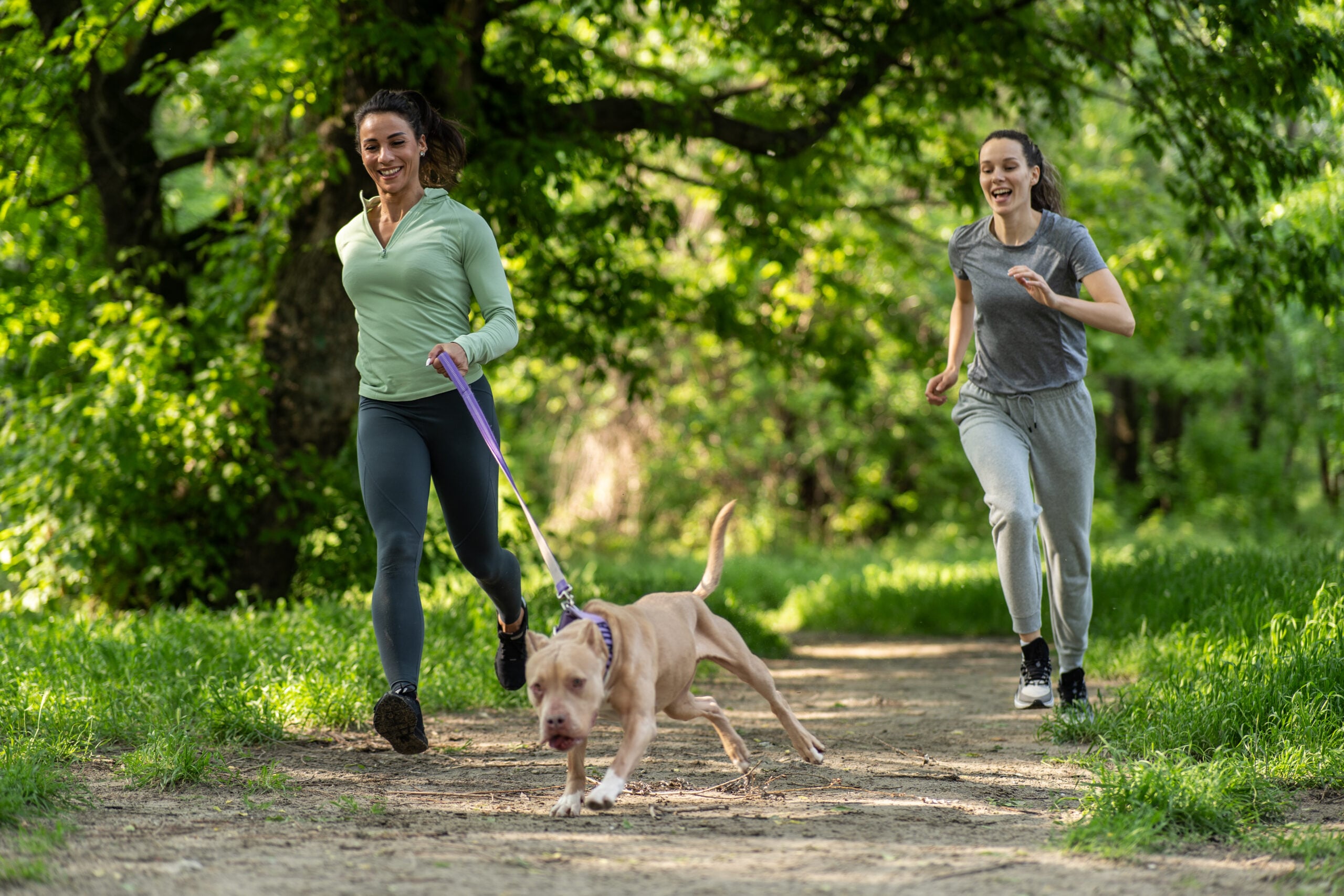Dog running at full sprint during structured exercise showing the high-intensity chase movement that resolves the prey drive a dog hyper after walks accumulates