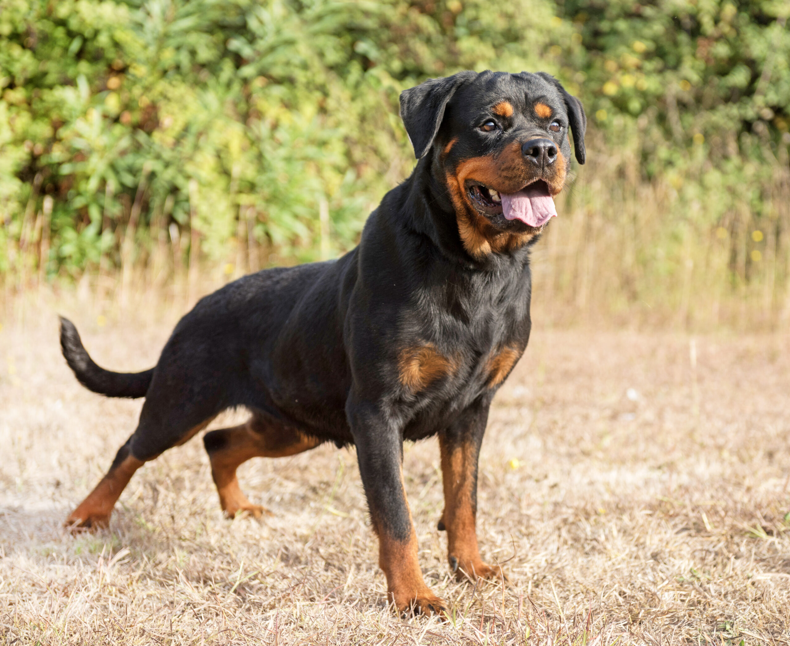 An energetic working line Rottweiler standing alert in a rural outdoor setting showing the breed-typical athletic build and intense work-drive focus