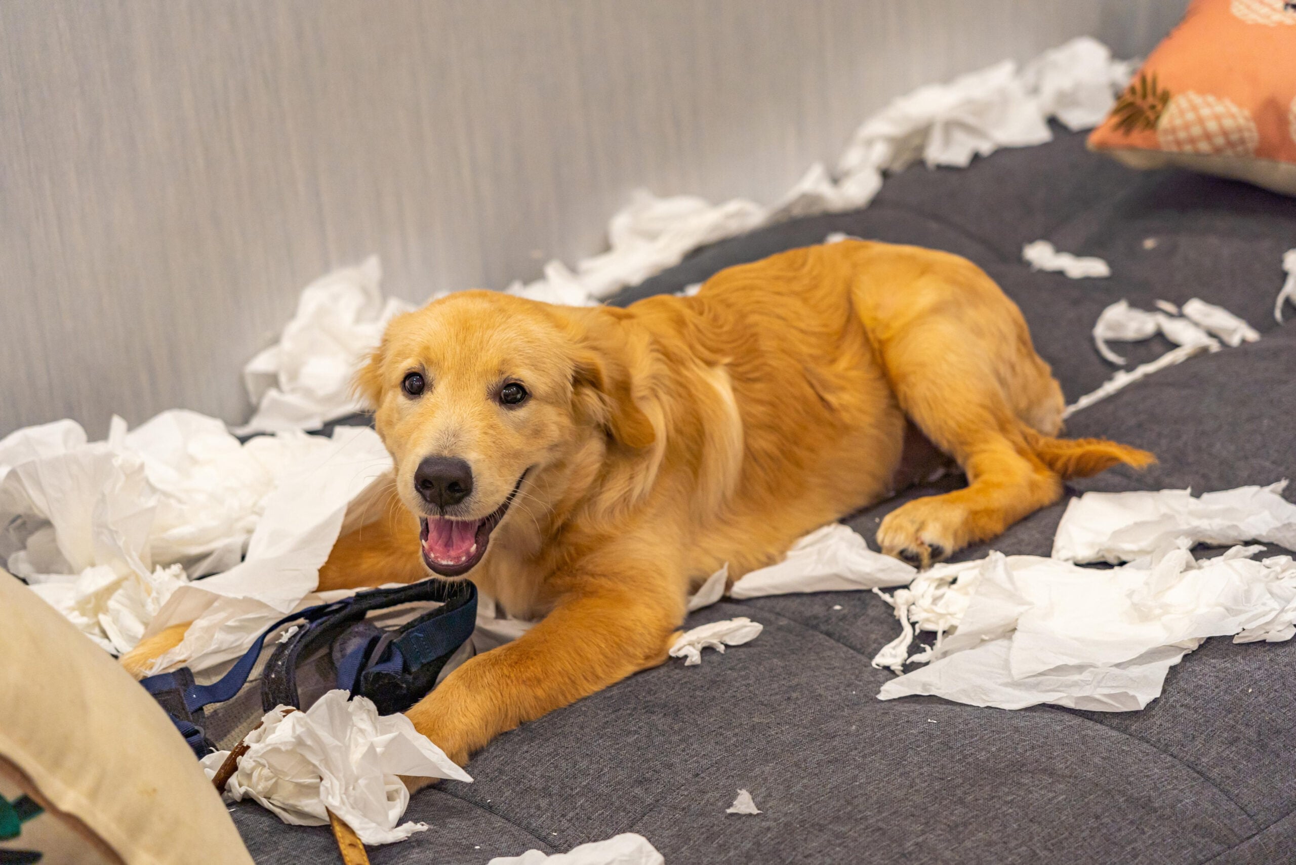 Golden retriever destroying things when bored at home showing the result of unmet prey drive and lack of structured daily outlet