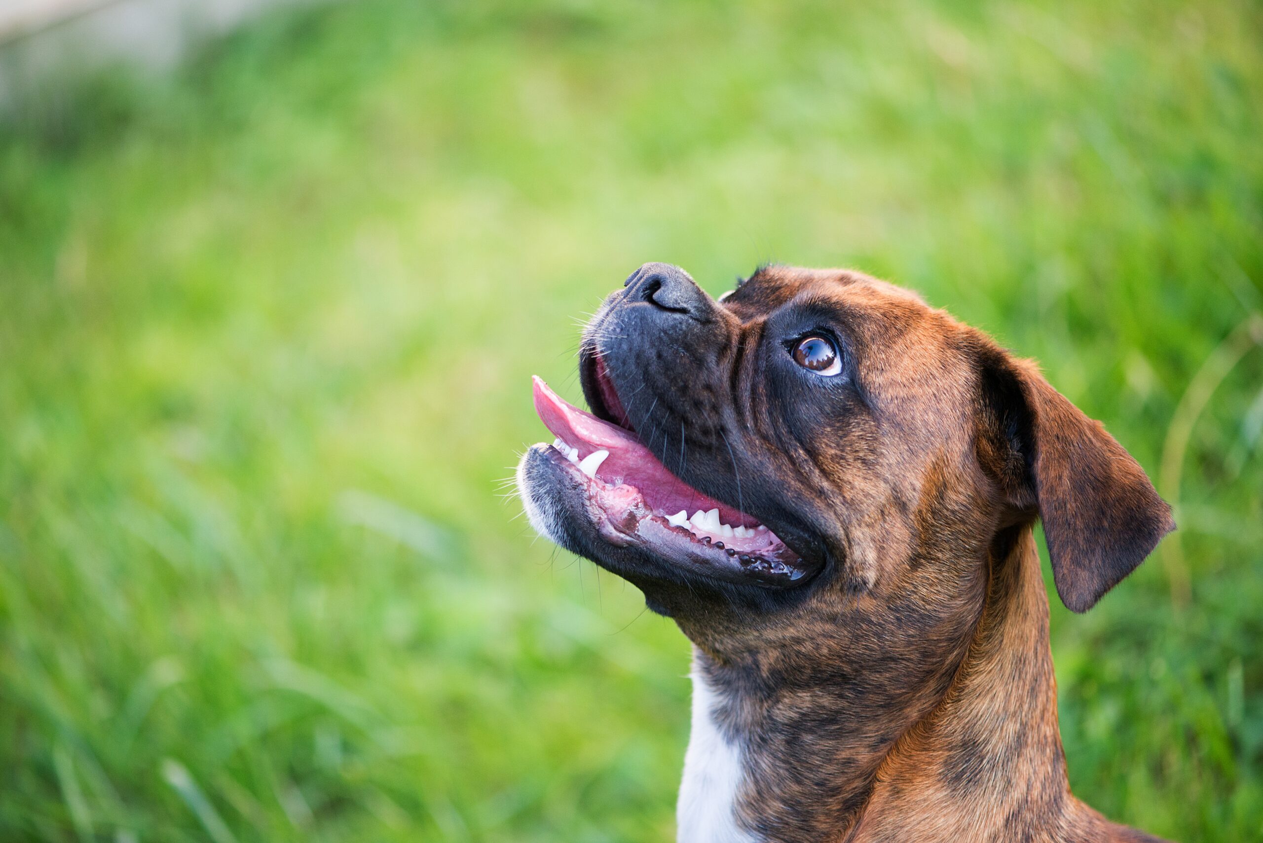 A happy energetic Boxer outdoors showing the breed-typical playful arousal state and brachycephalic head shape that defines the breed and shapes the exercise protocol
