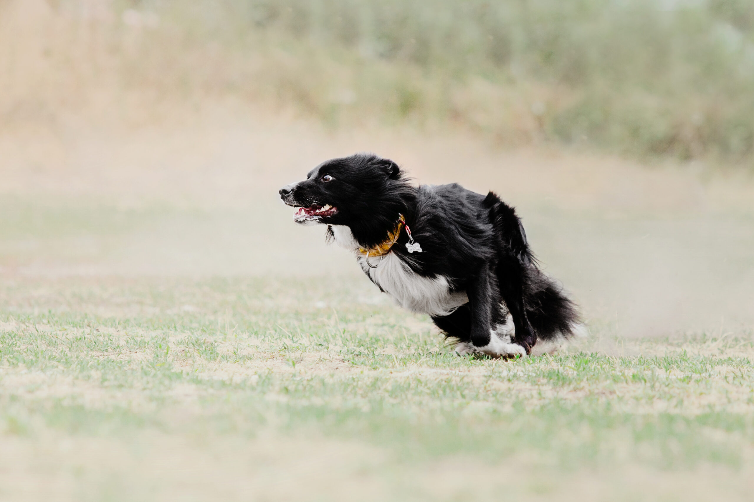 High prey drive herding dog locked into a stalk and chase fixation showing the predatory motor pattern that drives reactivity