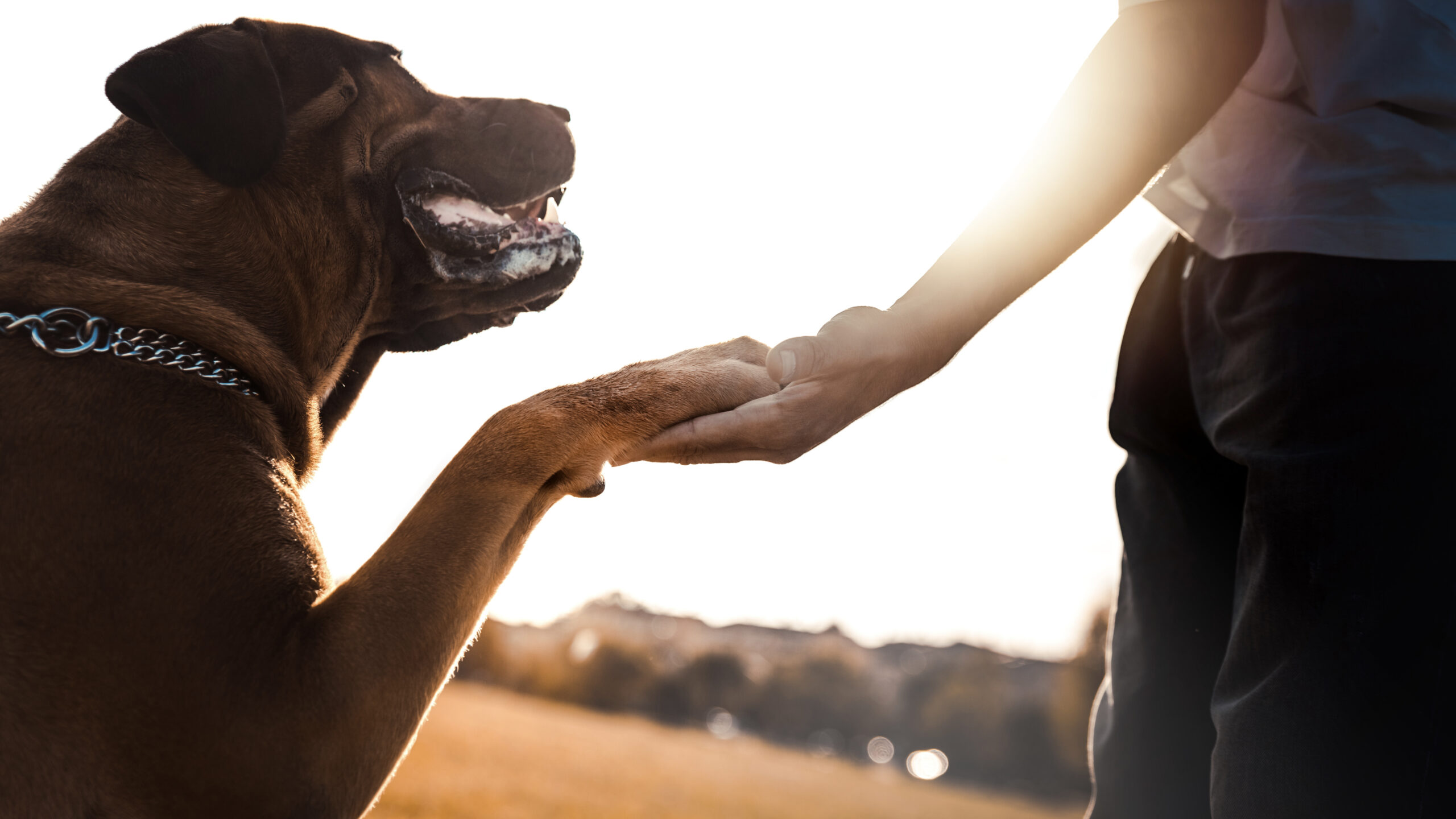 Brown dog in a chain collar resting its paw in a person's hand outdoors in bright sunlight