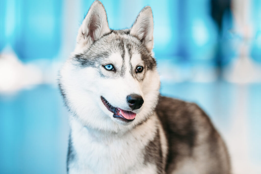 husky dog