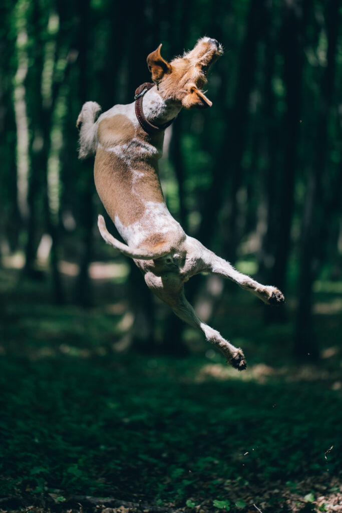 hyper dog