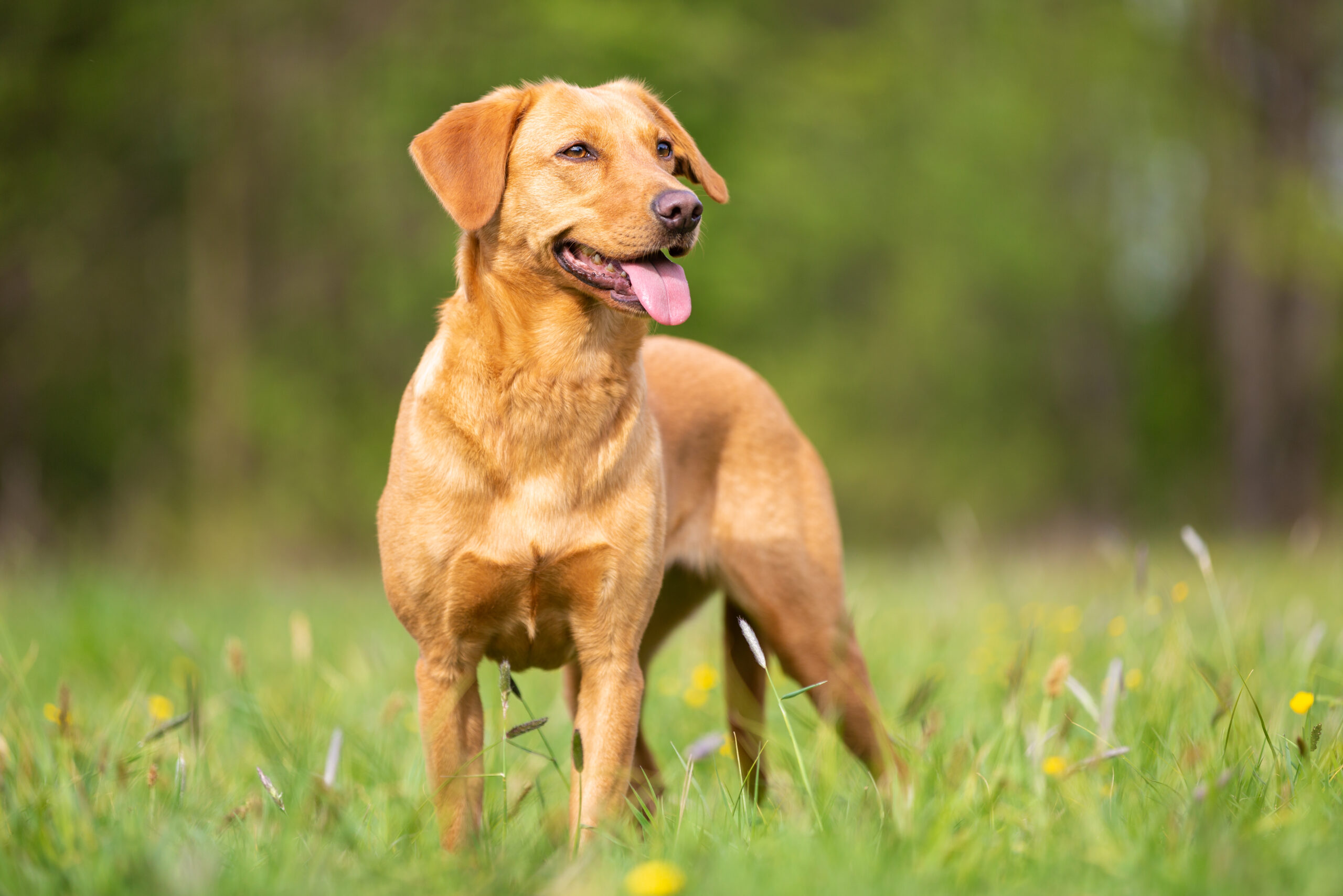 A high-drive working line Labrador Retriever showing the breed-typical athletic build and intense focus that requires structured drive outlets to channel productively