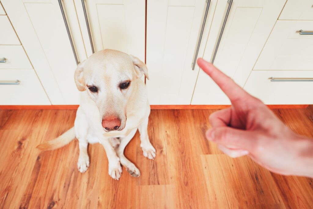 person regret getting dog