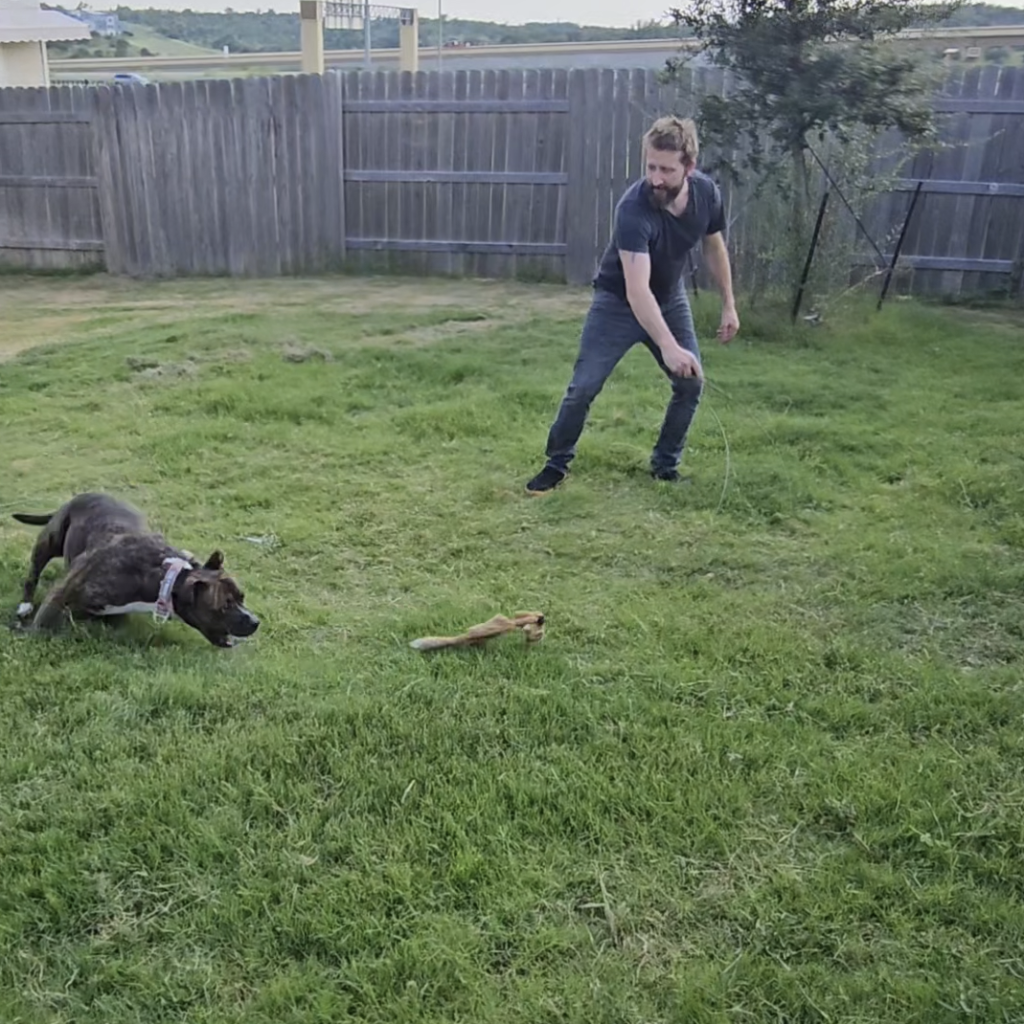 pit bull dog chasing flirt pole