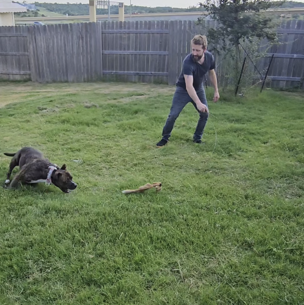 Pit bull chasing the Whimsy Stick flirt pole at full sprint during a structured training session