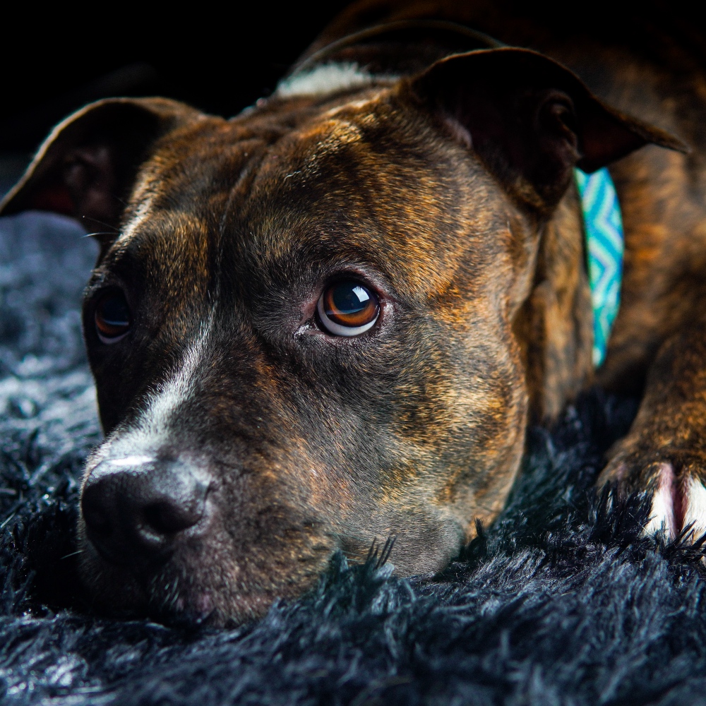 Pit bull mid-chase during a structured flirt pole session with the Whimsy Stick Rugged XL