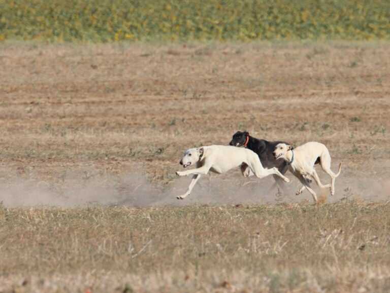 Three sighthounds running at full speed across a dry field, kicking up dust