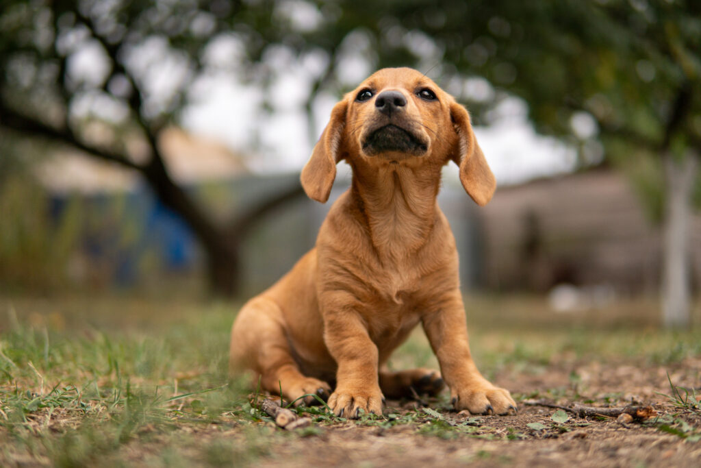 puppy