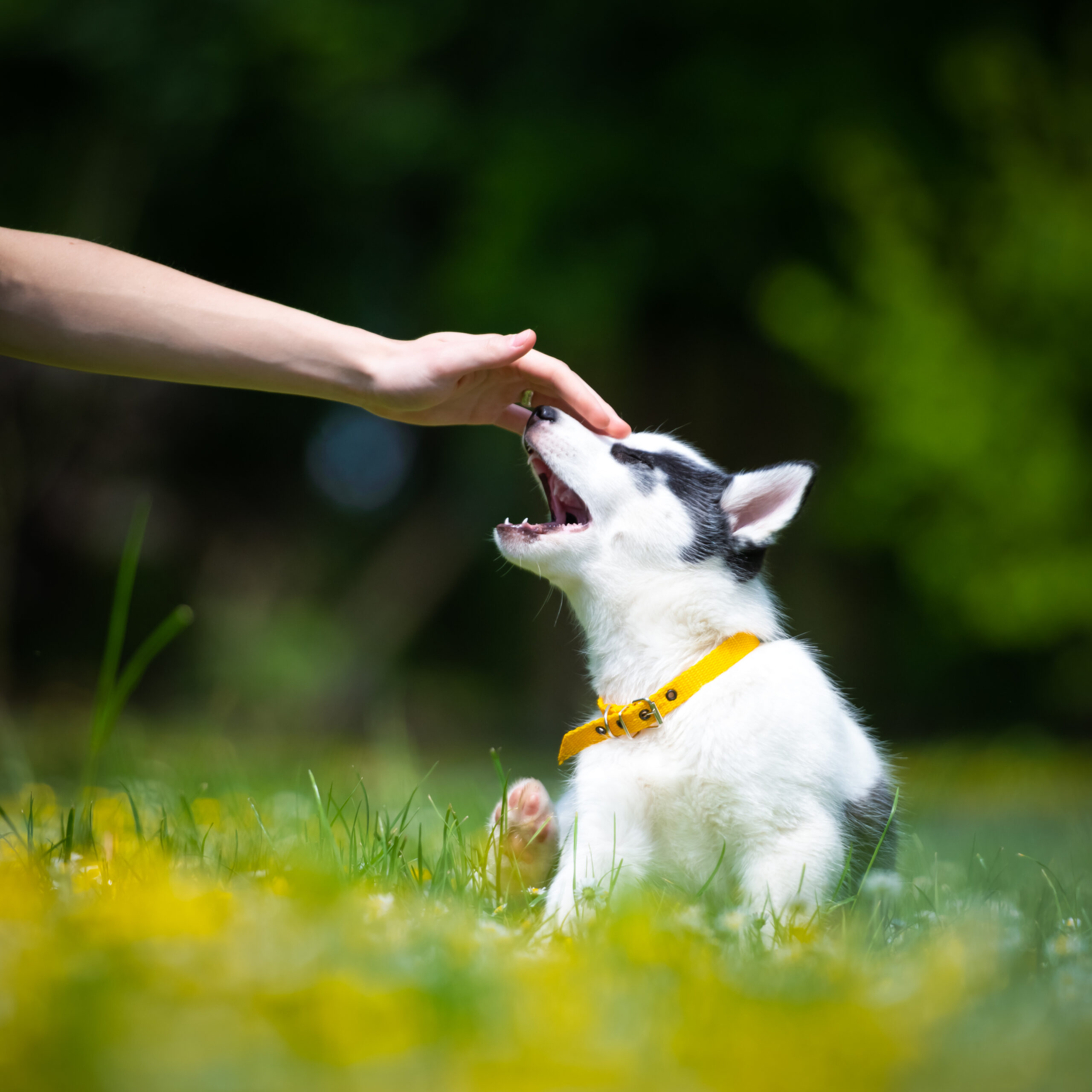 Puppy biting hard during play showing the predatory drive expression that the stop puppy biting protocol addresses