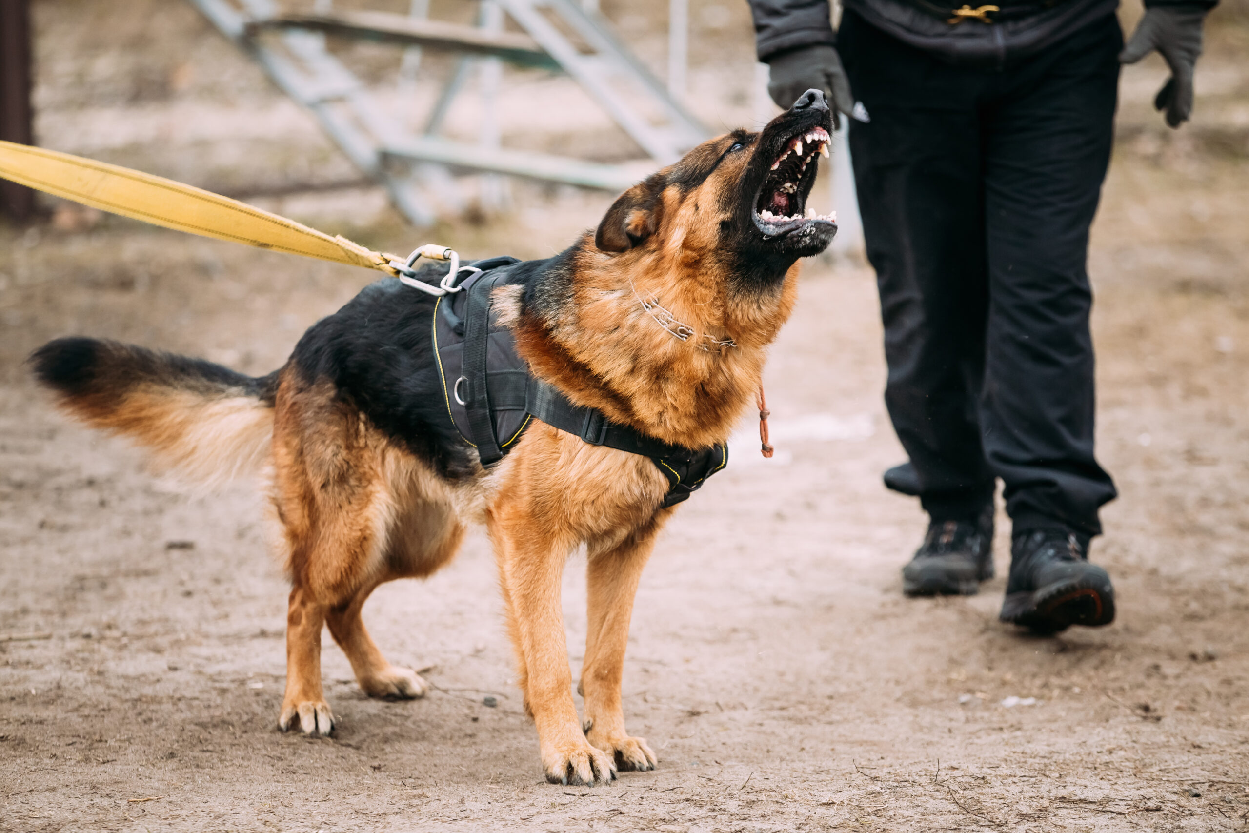 Reactive German Shepherd locked on to a trigger displaying the over-threshold arousal state that reactive dog training addresses