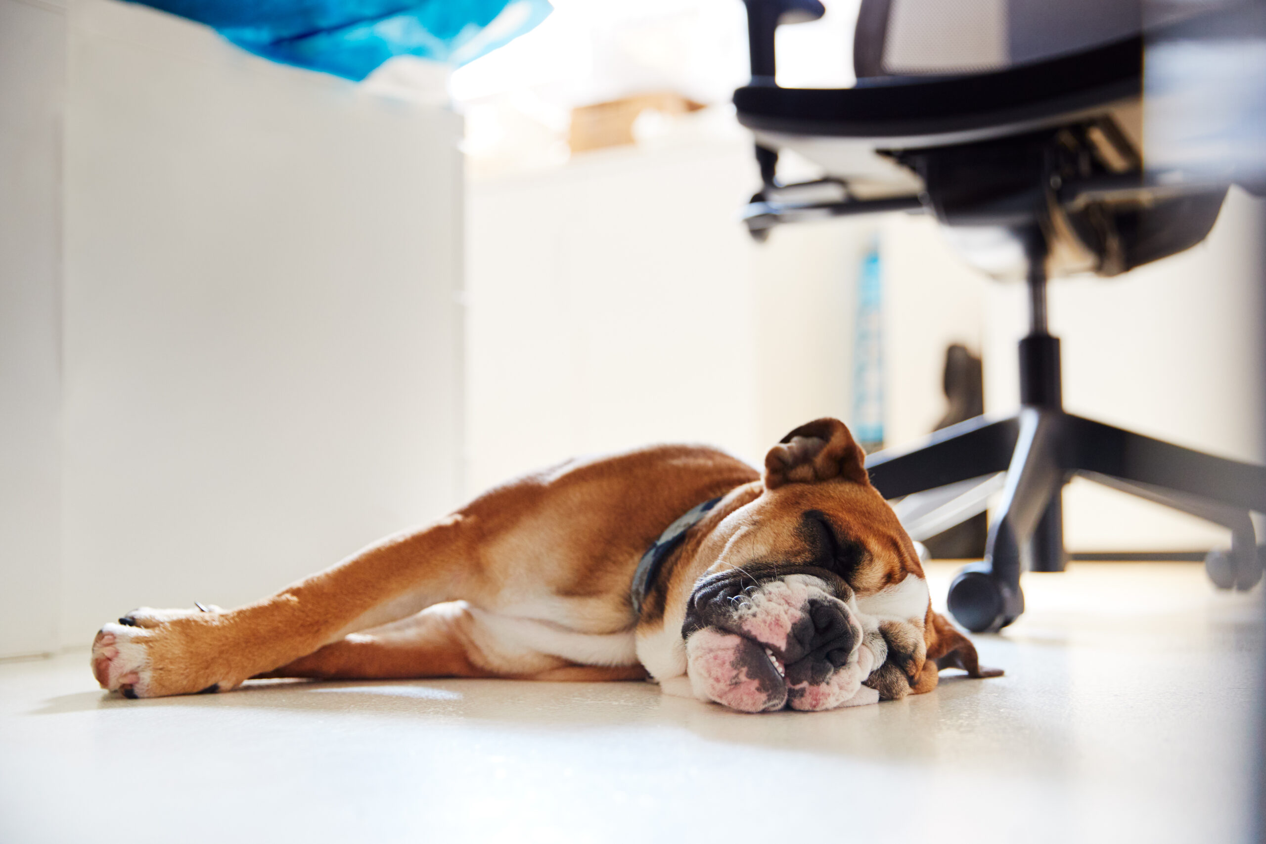Tired dog resting after a structured drive-resolved session showing the genuine settled behavior produced by 5 to 10 minutes of intensity over hours of walking