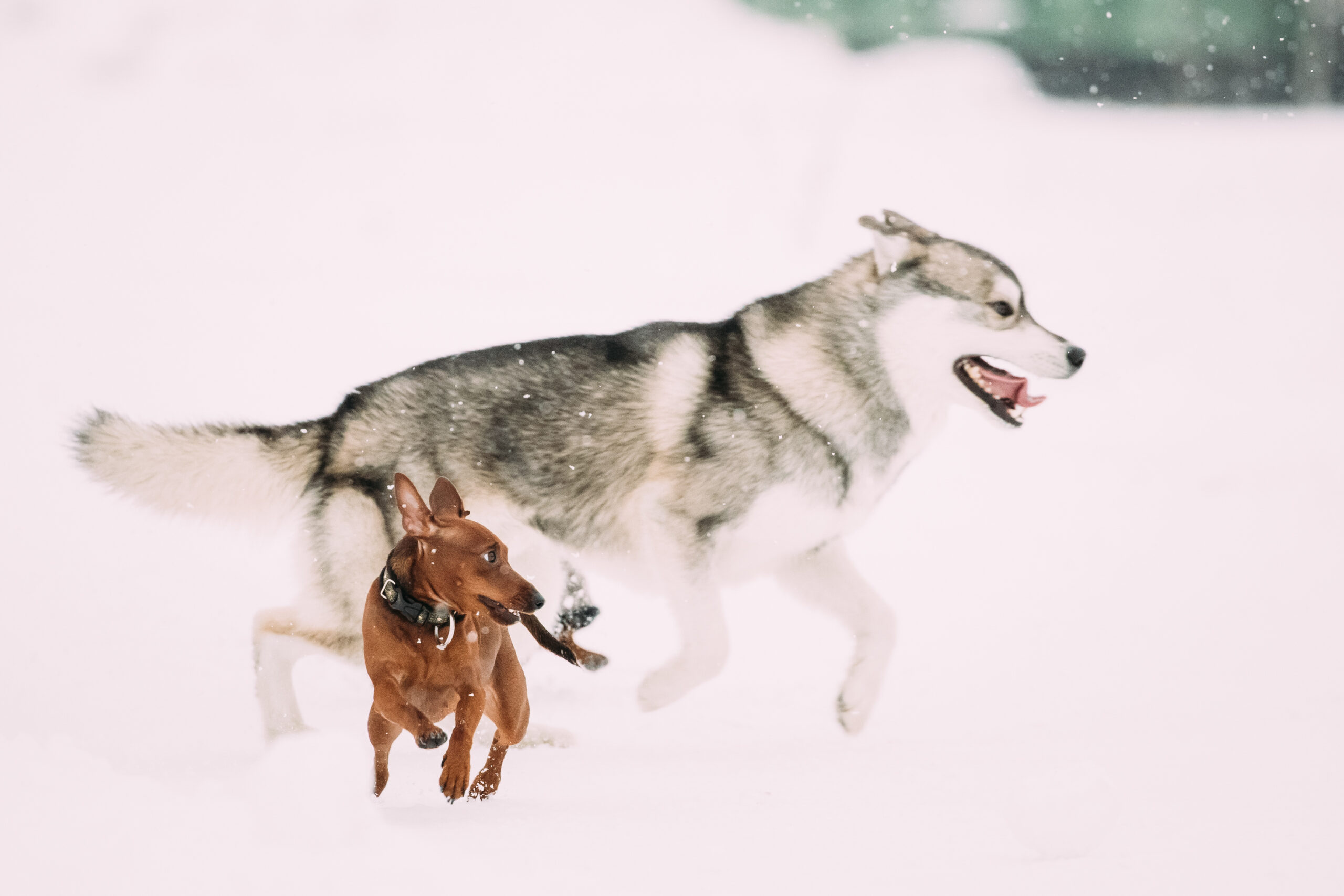 Wolf to dog evolution illustrating the inherited predatory motor pattern