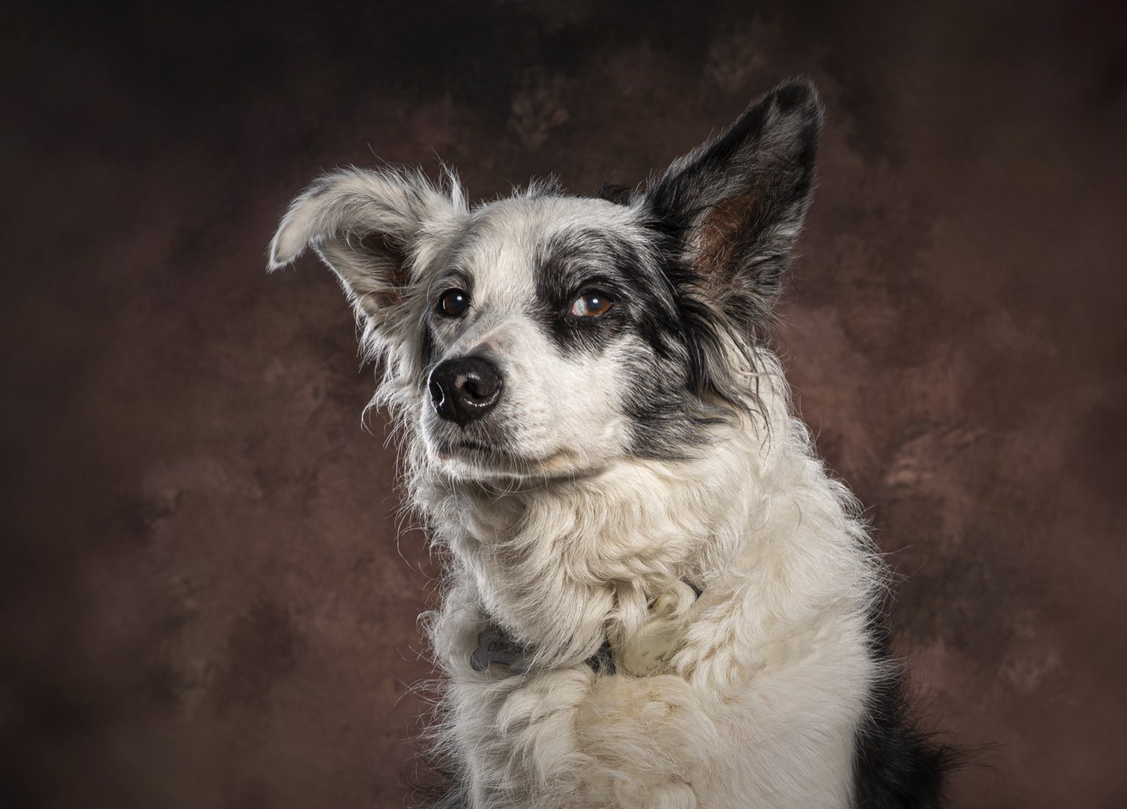 A border collie with its head tilted, one ear up and one ear folded