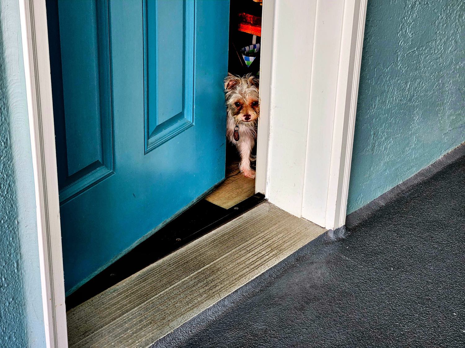 A small dog looking out through the gap of an open door