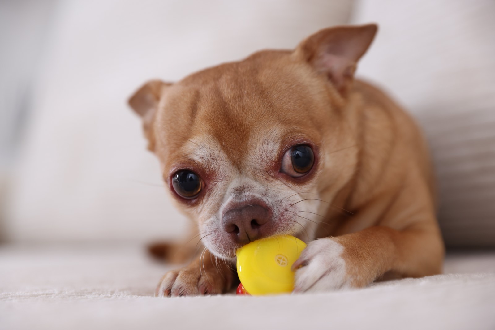 A chihuahua holding a small yellow toy between its paws