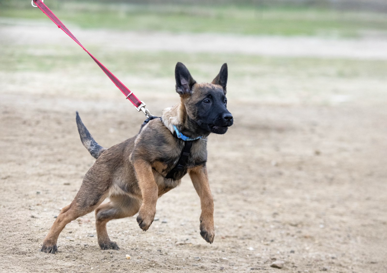 A young Malinois pulling forward on a red leash outdoors