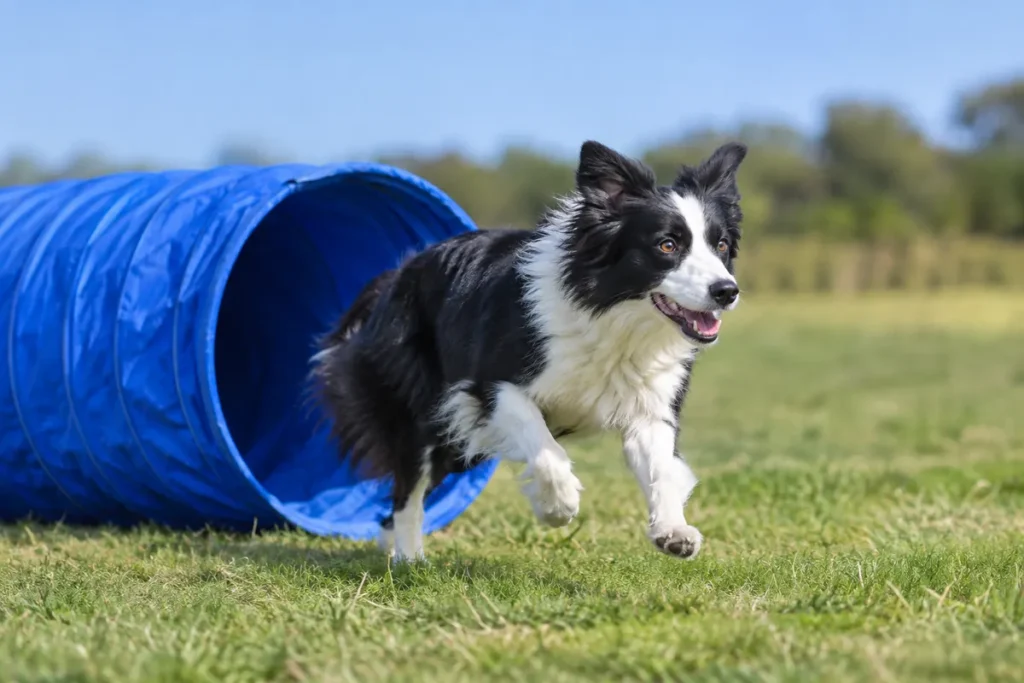 Black and white Border Collie running out of a blue agility tunnel on a grass field